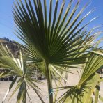 Mexická palma (Washingtonia Robusta) – výška kmeňa 60-80 cm, celková výška 160-180 cm, obvod listov +-110 cm (-4°C) 